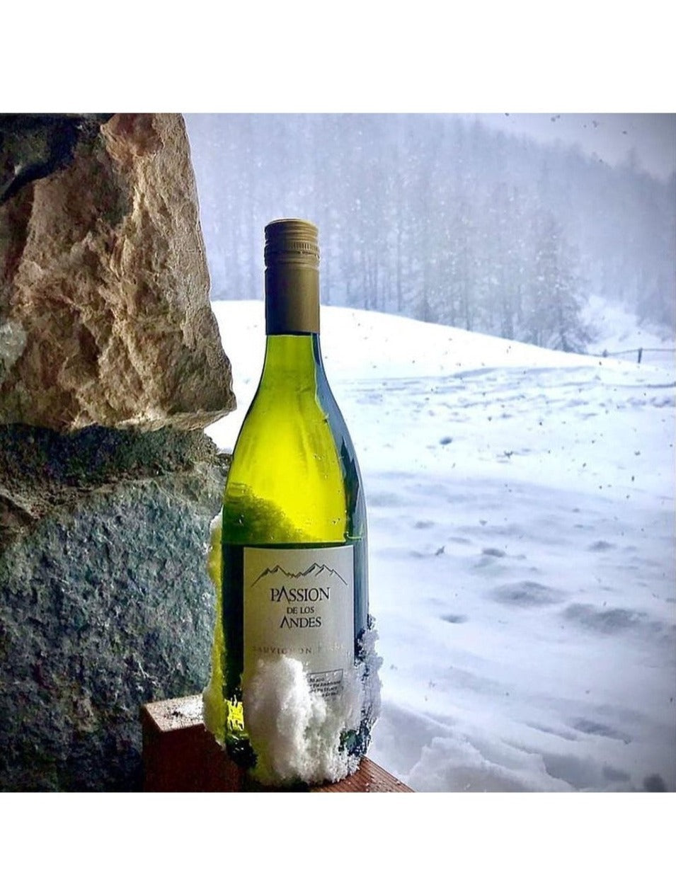SAUVIGNON BLANC 2022