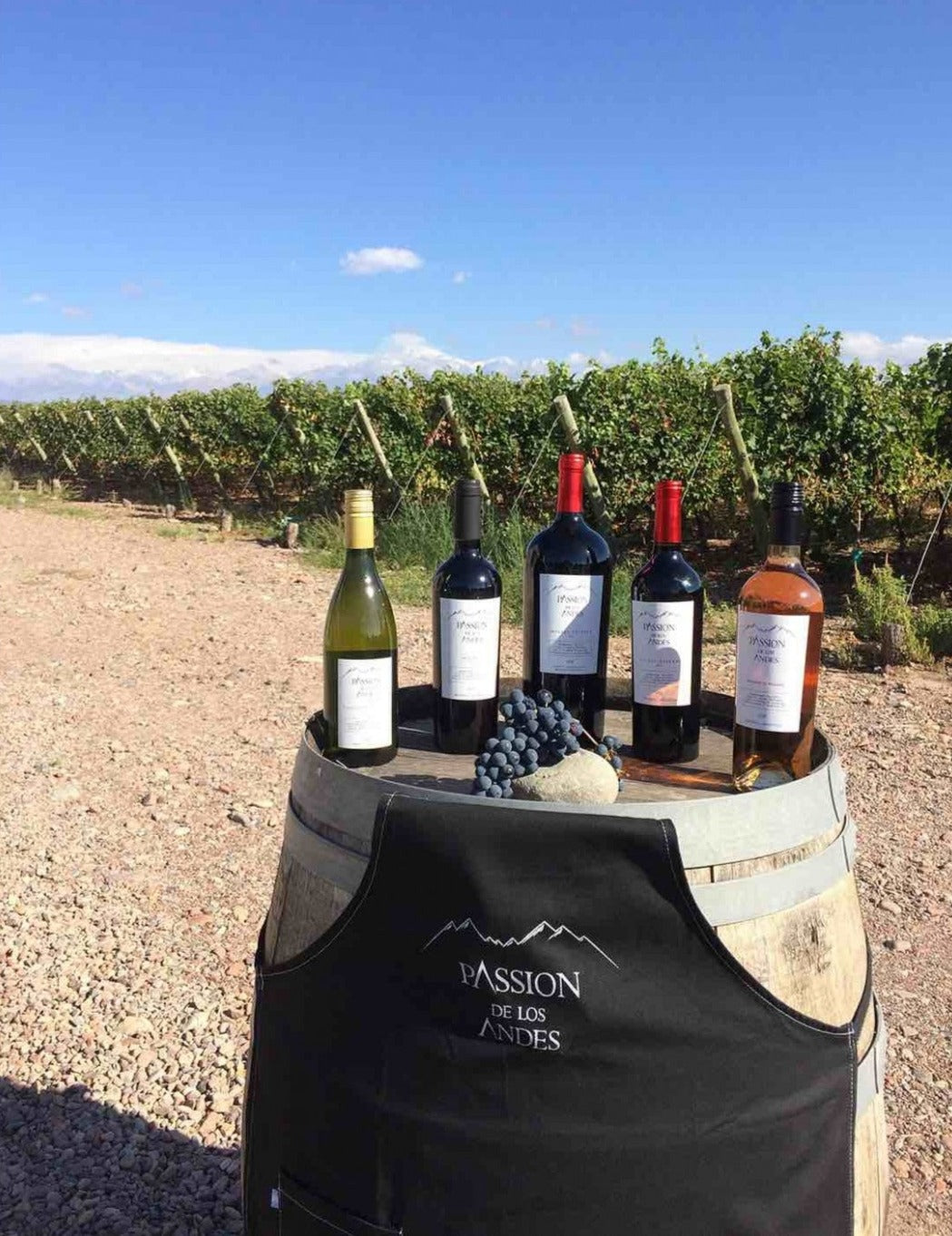 SAUVIGNON BLANC 2022